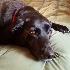 Meet your Posher, Bonnie